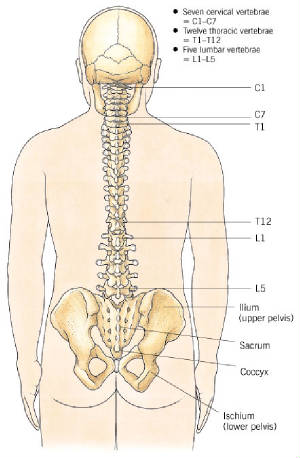 Columna Vertebral Vista Posterior