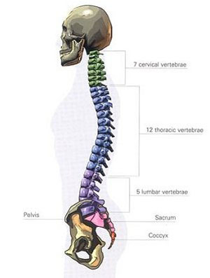 Columna Vertebral Humana